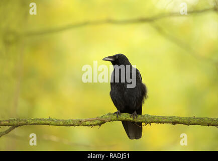 Nahaufnahme einer Nebelkrähe hocken auf einem Ast gegen die bunten Hintergrund, UK. Stockfoto