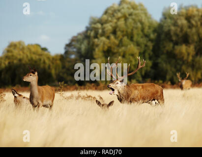 Red Deer stag Gebrüll beim Stehen im Feld unter einer Gruppe von Hirschen während der Brunft, UK. Stockfoto