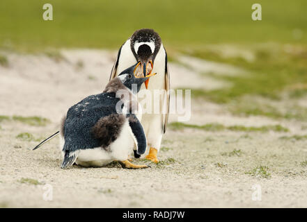 Gentoo Pinguin Fütterung ihrer Häutung Küken mit Regurgitated Essen, Falkland Inseln. Stockfoto