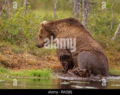 Eurasischer Braunbär Klettern am Ufer von Wasser nach dem Schwimmen im Teich, Sommer in Finnland. Stockfoto