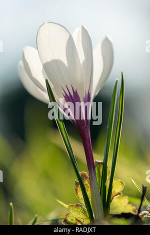 Weiße Krokusse blühen im Morgenlicht Stockfoto