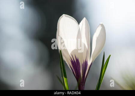 Weiße Krokusse blühen im Morgenlicht Stockfoto