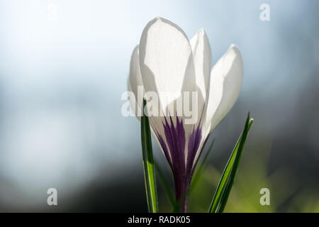 Weiße Krokusse blühen im Morgenlicht Stockfoto