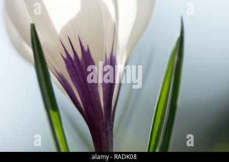 Weiße Krokusse blühen im Morgenlicht Stockfoto