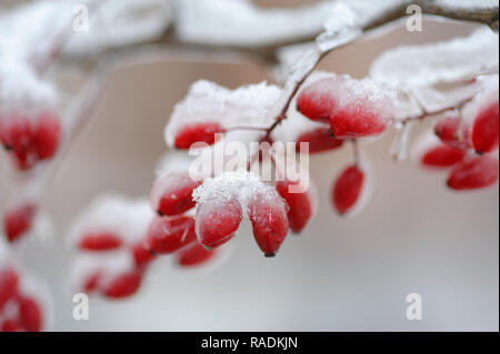 Hintergründe und Textur: Rot gefrorenen Berberitzen bedeckt mit Eis und Schnee Stockfoto