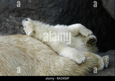 Tiere: spielerische Polar Bear Cub in einen Rest an seine Mutter zurück Stockfoto