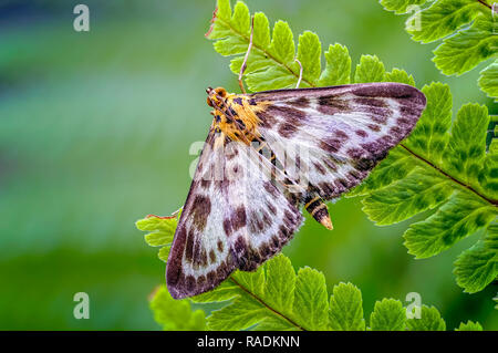 Dieses kleine Elster Motte (Anania hortulata) ruht auf einem Farn Packungsbeilage ist eigentlich ein micro Motten eher, dass ein Makro Motte. Stockfoto