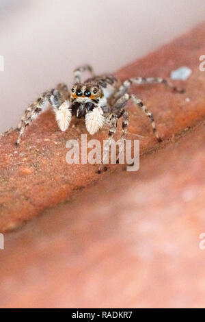 Harlekin jumping Spider (Salticus scenicus) Italienische arachnid Stockfoto