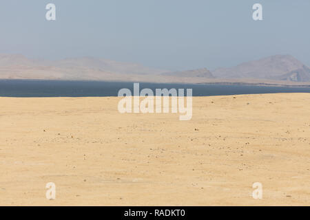 Flamingos chilenos in der nationalen Reserve von Paracas, Peru Stockfoto