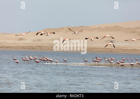 Flamingos chilenos in der nationalen Reserve von Paracas, Peru Stockfoto