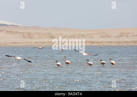 Flamingos chilenos in der nationalen Reserve von Paracas, Peru Stockfoto