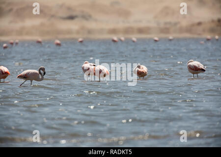 Flamingos chilenos in der nationalen Reserve von Paracas, Peru Stockfoto