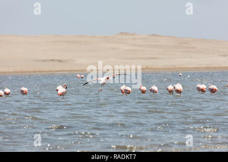 Flamingos chilenos in der nationalen Reserve von Paracas, Peru Stockfoto