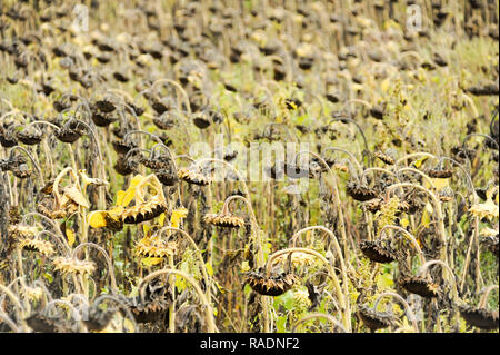 Abondoned Mais in der Nähe von Podilsk in der Ukraine. Am 27. September 2008 © wojciech Strozyk/Alamy Stock Foto Stockfoto