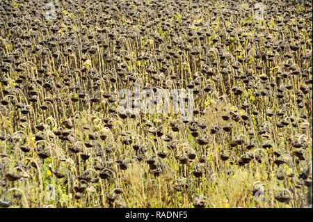 Abondoned Mais in der Nähe von Podilsk in der Ukraine. Am 27. September 2008 © wojciech Strozyk/Alamy Stock Foto Stockfoto