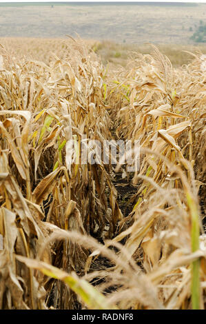 Abondoned Mais in der Nähe von Podilsk in der Ukraine. Am 27. September 2008 © wojciech Strozyk/Alamy Stock Foto Stockfoto