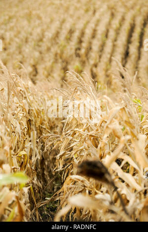 Abondoned Mais in der Nähe von Podilsk in der Ukraine. Am 27. September 2008 © wojciech Strozyk/Alamy Stock Foto Stockfoto