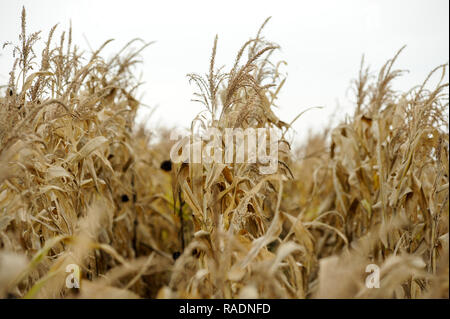 Abondoned Mais in der Nähe von Podilsk in der Ukraine. Am 27. September 2008 © wojciech Strozyk/Alamy Stock Foto Stockfoto