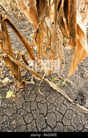 Abondoned Mais in der Nähe von Podilsk in der Ukraine. Am 27. September 2008 © wojciech Strozyk/Alamy Stock Foto Stockfoto