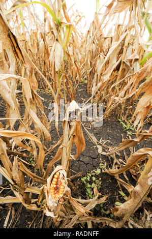 Abondoned Mais in der Nähe von Podilsk in der Ukraine. Am 27. September 2008 © wojciech Strozyk/Alamy Stock Foto Stockfoto