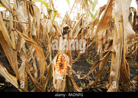 Abondoned Mais in der Nähe von Podilsk in der Ukraine. Am 27. September 2008 © wojciech Strozyk/Alamy Stock Foto Stockfoto