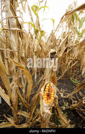 Abondoned Mais in der Nähe von Podilsk in der Ukraine. Am 27. September 2008 © wojciech Strozyk/Alamy Stock Foto Stockfoto