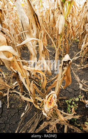 Abondoned Mais in der Nähe von Podilsk in der Ukraine. Am 27. September 2008 © wojciech Strozyk/Alamy Stock Foto Stockfoto