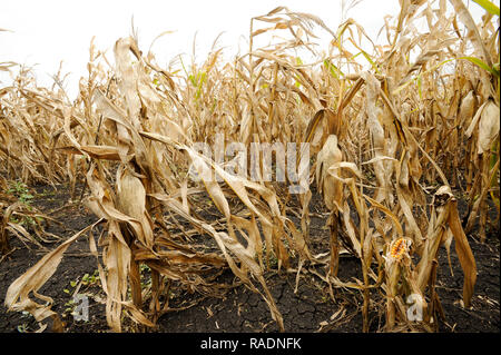 Abondoned Mais in der Nähe von Podilsk in der Ukraine. Am 27. September 2008 © wojciech Strozyk/Alamy Stock Foto Stockfoto