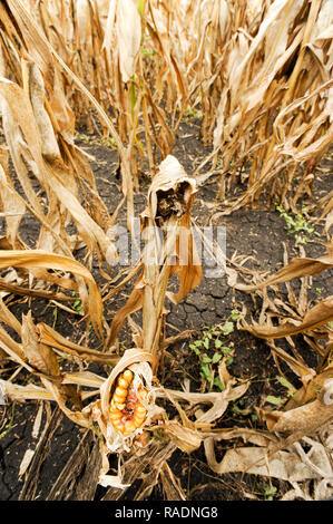 Abondoned Mais in der Nähe von Podilsk in der Ukraine. Am 27. September 2008 © wojciech Strozyk/Alamy Stock Foto Stockfoto