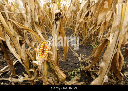 Abondoned Mais in der Nähe von Podilsk in der Ukraine. Am 27. September 2008 © wojciech Strozyk/Alamy Stock Foto Stockfoto