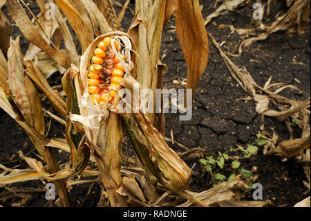 Abondoned Mais in der Nähe von Podilsk in der Ukraine. Am 27. September 2008 © wojciech Strozyk/Alamy Stock Foto Stockfoto