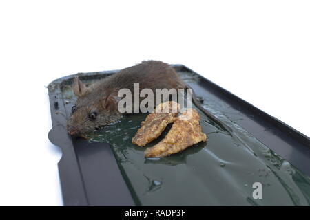 Eine kleine Ratte wurde auf den Leim Mausefalle verfangen isoliert auf einem weißen Hintergrund. Stockfoto