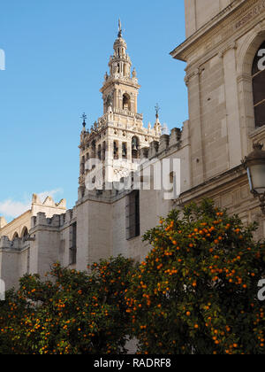 Die Giralda Glockenturm der Kathedrale von Sevilla, mit typischen Orangenbäume in den Vordergrund mit vielen Orangen auf Ihnen. Andalusien, Spanien. Stockfoto