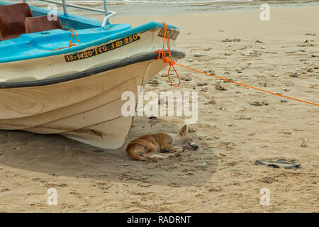 Hund Schutz vor der Sonne in den Schatten einer lokalen Fischerboot am Sandstrand in Trincomalee, Sri Lanka Stockfoto