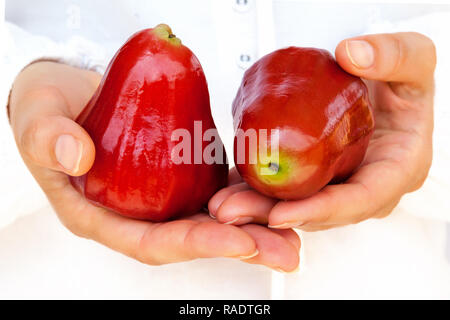 Rose Äpfel oder chomphu in der Frau die Hände. Thailand Apfel Obst Konzept. Stockfoto