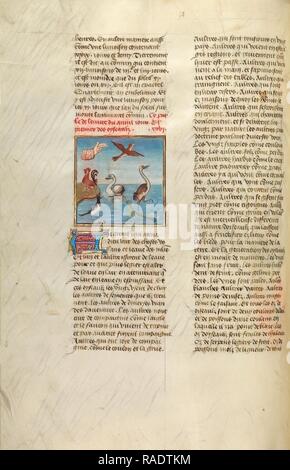 Die Schaffung von Vögeln, Gent, Belgien, um 1475, Tempera Farben, Blattgold und Gold Farbe auf Pergament, Blatt: 43,8 Neuerfundene Stockfoto