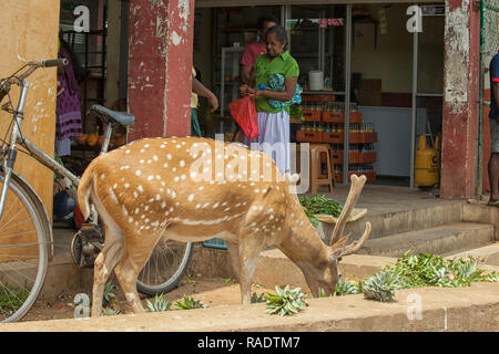 Spotted Deer in den Straßen von Trincomalee, Sri Lanka Stockfoto