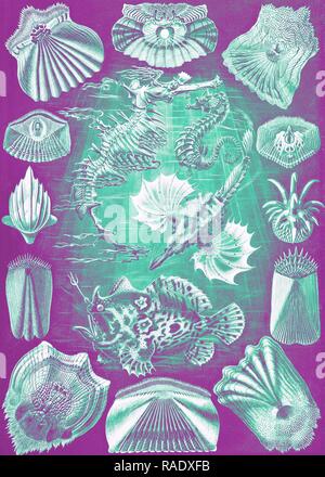 Abbildung zeigt Fische. Teleostei. - Knochenfische, 1 Drucken: Farbe der Fotomechanischen, Blatt 36 x 26 cm, 1904. Ernst neuerfundene Stockfoto