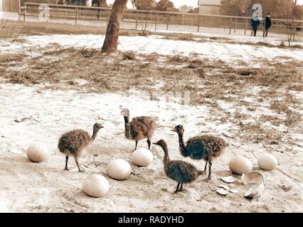 Ostrich Farm, Hot Springs, Arche, Strauße, Usa, Arkansas, Hot Springs, 188. Neuerfundene durch Gibon. Klassische neuerfundene Stockfoto