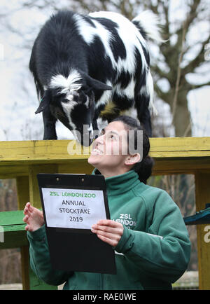 Zwergziegen sind während der jährlichen Inventur im ZSL London Zoo in London gezählt. Stockfoto