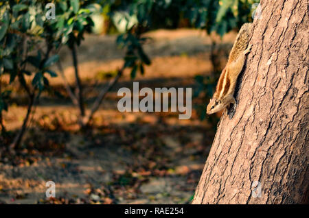 Neugierig Eichhörnchen peeking unten von einem Baum in einem Park in Delhi, Indien Stockfoto