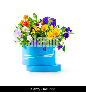 Blauen Geschenkbox mit Stiefmütterchen Blumen auf weißem Hintergrund Freistellungspfad isoliert enthalten. Spring Garden Viola tricolor als Feiertag, Ostern und Motte Stockfoto