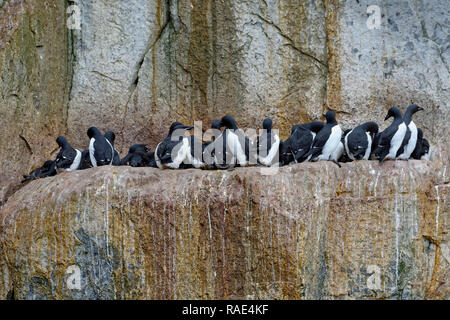 Thick-billed Murres (Uria lomvia) (Brunnich der trottellummen) Kolonie, Alkefjellet Hinlopen Strait, Svalbard, Arktis, Norwegen, Europa Stockfoto