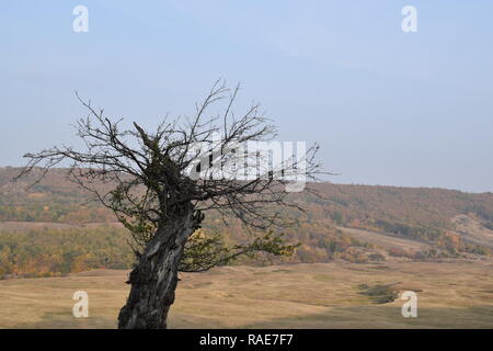 Einsamer Baum Stockfoto