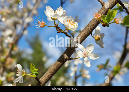 Kirschblüten unter grünen Blättern, full frame Stockfoto