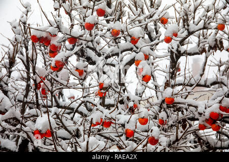 Früchte der Datum Pflaumenbaum oder Diospyros Lotus mit dem ersten Schnee Stockfoto