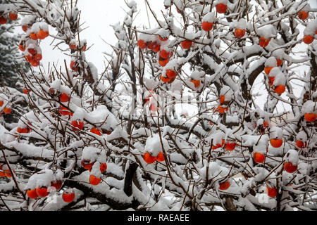 Früchte der Datum Pflaumenbaum oder Diospyros Lotus mit dem ersten Schnee Stockfoto