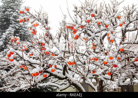 Früchte der Datum Pflaumenbaum oder Diospyros Lotus mit dem ersten Schnee Stockfoto