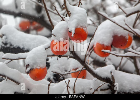 Früchte der Datum Pflaumenbaum oder Diospyros Lotus mit dem ersten Schnee Stockfoto