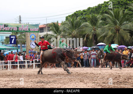 Atemberaubende Bilder und Videomaterial haben mehrere Büffel Sprint zur Ziellinie in einem jährlichen Rennen in Thailand gefangen. Die Aktion Schüsse sh Stockfoto